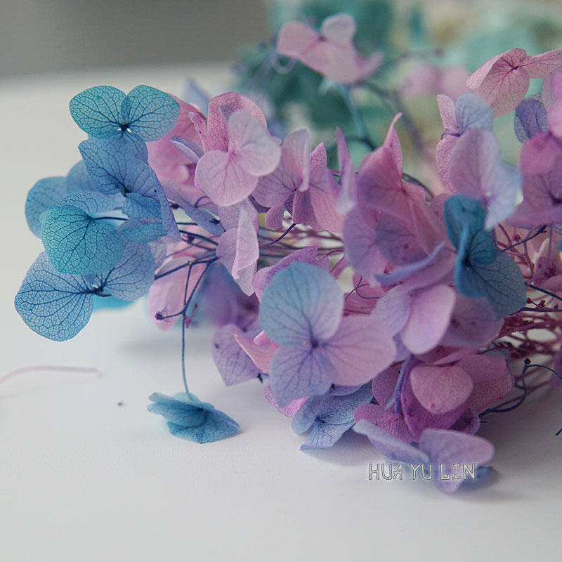 Baby Breath Dried - Bunga Hydrangea Kering Bergradasi Ombre, Bunga