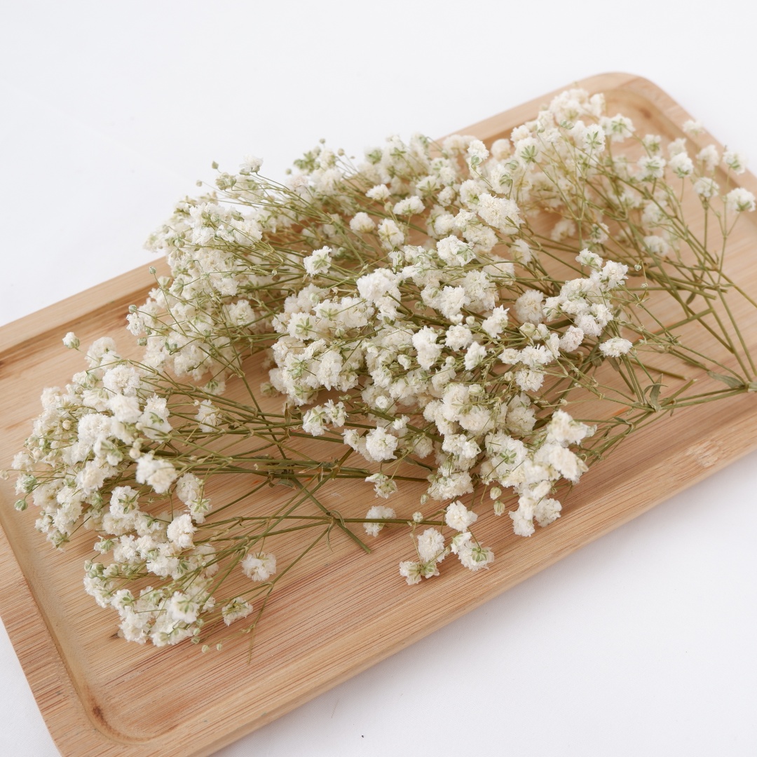Bunga Kering Putih Mini Gypsop - Baby Breath Dried ulasan dan harga