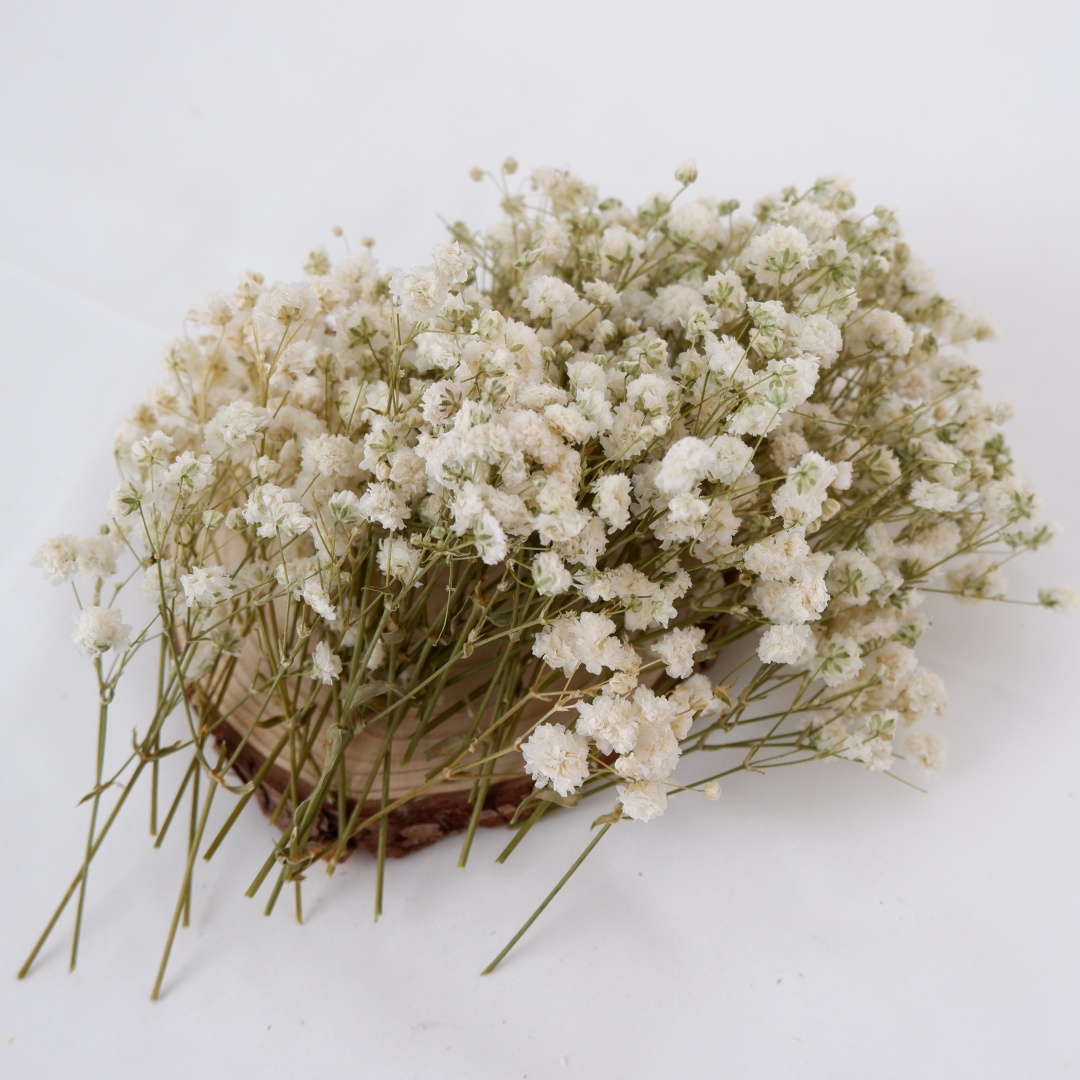 Bunga Kering Putih Mini Gypsop - Baby Breath Dried ulasan dan harga